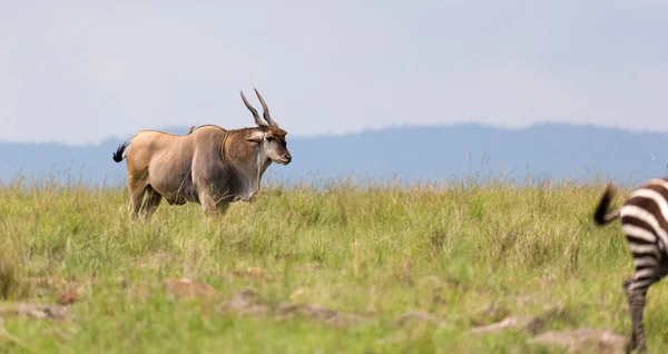 Antilope Elend Savana Queniana Entre Diferentes Plantas — Fotografia de Stock
