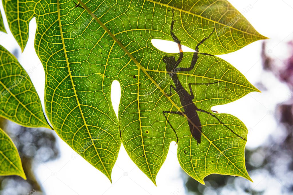 silhouette of a praying mantis in DZANGA-Sanha Forest Reserve, CENTRAL