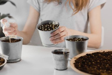 Bir kız sprey şişesinden mikroyeşil lahanalar püskürtüyor. Genç filizler, süper yiyecekler. Ev yapımı mikroçimler, bahçe işleri..