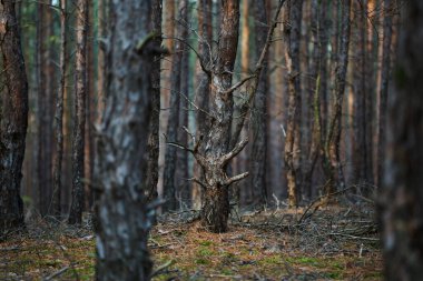 Almanya 'da Çam Ormanı Sonbaharda