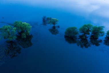 Alacakaranlık Havası 'ndaki Yeşil Cali Tepesi' ndeki Sel Ağacı