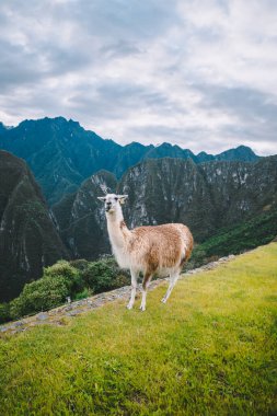 Peru 'yu gezmek, en iyi kültürlerden biri. 