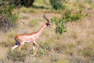 Gerenuk çayırlarda yürür.