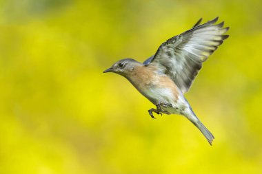 An eastern bluebird in flight during the early morning hours