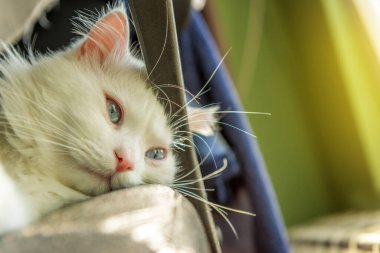 Beyaz İran kedisi kanepede yatıyordu.