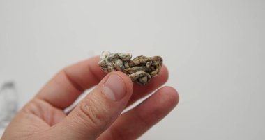 Psilosibin mantarlarının tıbbi araştırmaları