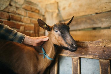 Güzel bir portre kahverengi keçi yakın çekim