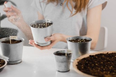 Bir kız sprey şişesinden mikroyeşil lahanalar püskürtüyor. Genç filizler, süper yiyecekler. Ev yapımı mikroçimler, bahçe işleri..