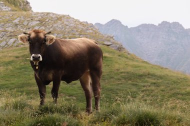 Güzel koyu tenli inek yeşil bir çayıra bakıyor.