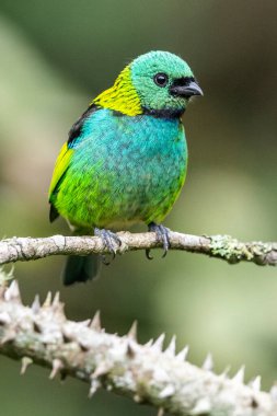 Yeşil Atlantik yağmur ormanlarındaki güzel ve renkli tropikal kuş, Serrinha do Alambari, Mantiqueira Dağları, Rio de Janeiro, Brezilya