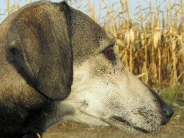Close-up of an Arab Greyhound outdoors in the break of running trainin
