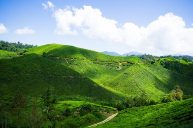 Boh Tea Company 1929 yılında kuruldu ve Malezya 'nın en ünlü çay markalarından biridir. Cameron Highlands 'ın en önemli manzaralarından biri sunduğu manzaralar hayret verici. Bolluk vadilerinde ve zümrüt tepelerde geniş bir Boh Tea Çiftliği