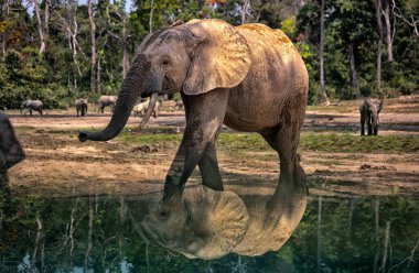 Dzanga Bai 'deki Afrika orman filleri (Loxodonta africana cyclotis). Filler suda çözünen tuzu almak için orman açıklarını (BAI) ziyaret ederler. Filler yalaklarını yerdeki deliklerden geçirip bu hayati minerallere erişebilirler.