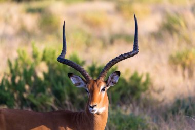 Kenya bozkırında bir Impala antilobunun portresi.