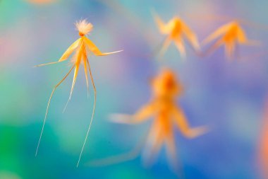 Görsel metafor. Balerinler. Yulaf ezmesi balerin yaprağı. Madrid mi? Sierra de Guadarrama. İspanya