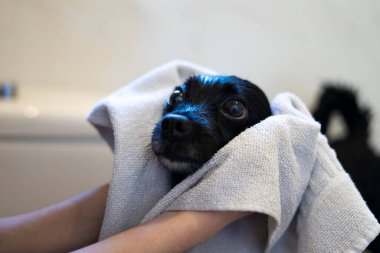 Islak bir köpeği beyaz havluyla kurutmak. Köpek duşu konsepti.
