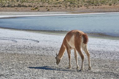Torres del Paine Şili 'de Guanaco