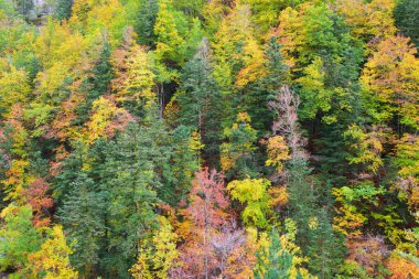 Ordesa Vadisi Ulusal Parkı 'nda sonbahar ormanı, İspanya' da Pireneler.