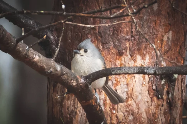 Pasăre Drăguț Așezat Copac — Fotografie, imagine de stoc