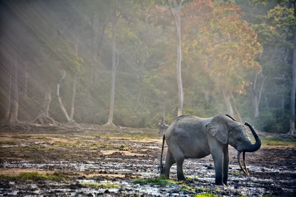 Afrikanische Waldelefanten Loxodonta Africana Cyclotis Dzanga Bai Elefanten Besuchen Die — Stockfoto