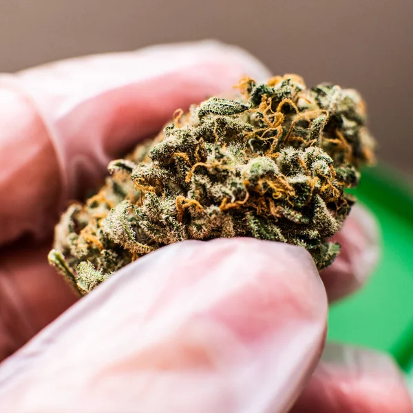 Medizinisches Marihuana Und Die Legalisierung Von Marihuana Der Welt — Stockfoto