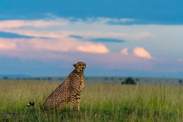 Cheetah Sits Grass Scans Surroundings — Stock Photo, Image