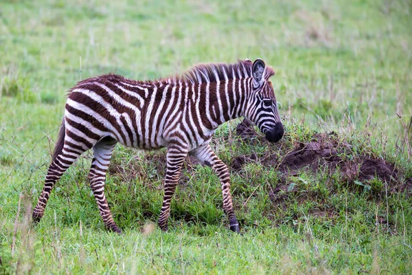 ケニアのサバンナの真ん中にいるゼブラスの中には — ストック写真