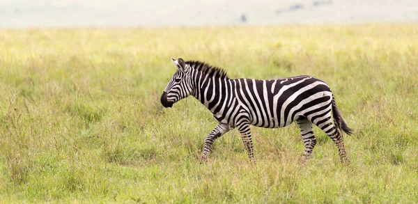 Familia Zebra Roza Sabana Las Proximidades Otros Animales —  Fotos de Stock