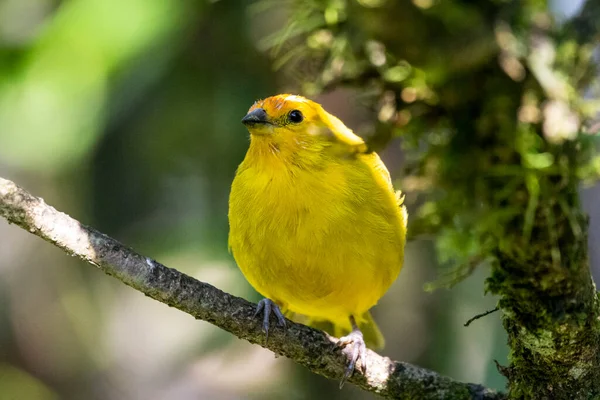 Krásný Žlutý Tropický Pták Zelené Větvi Atlantského Deštného Pralesa Serrinha — Stock fotografie