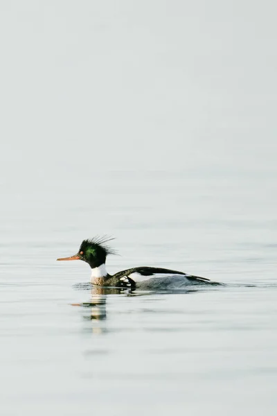 Closeup Portrait Red Breasted Merganser Salish Sea — Stock Photo, Image