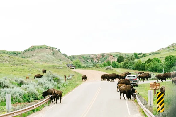 Herd Bison Walk Road Theodore Roosevelt National Park — Stock Photo, Image