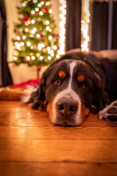 贝奈斯山狗躺在圣诞树附近的木地板上 — 图库照片