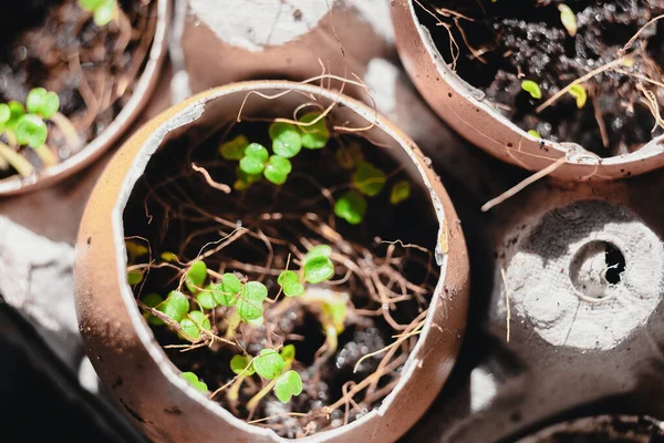 Jardinagem Urbana Cultivo Legumes Casa Plantas Bebê Arugula Super Alimento — Fotografia de Stock