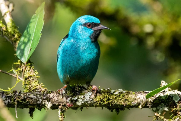 Krásný Barevný Modrý Tropický Pták Zelené Větvi Atlantského Deštného Pralesa — Stock fotografie
