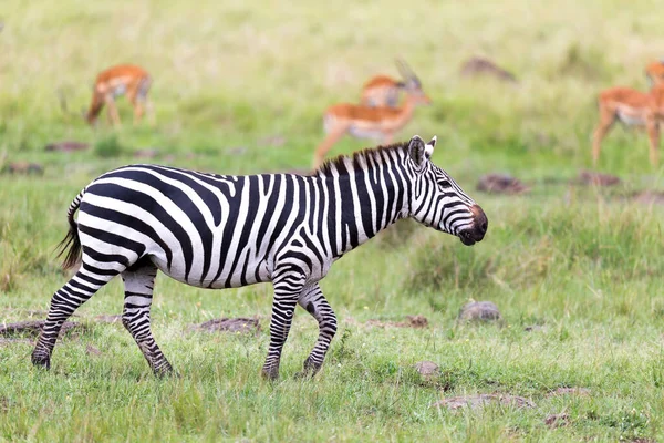 Família Zebra Pastoreia Savana Estreita Proximidade Com Outros Animais — Fotografia de Stock