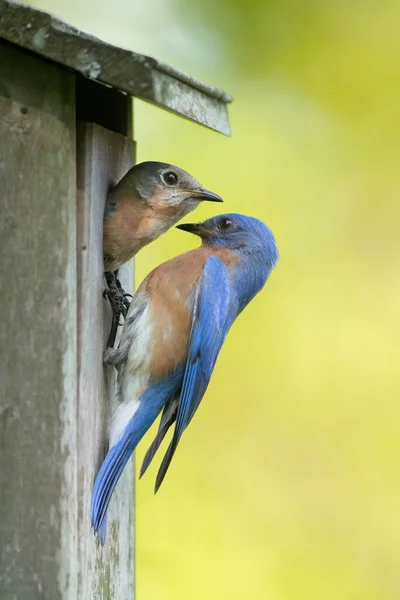 Oiseau Bleu Mâle Femelle Inspectant Leur Lieu Nidification — Photo