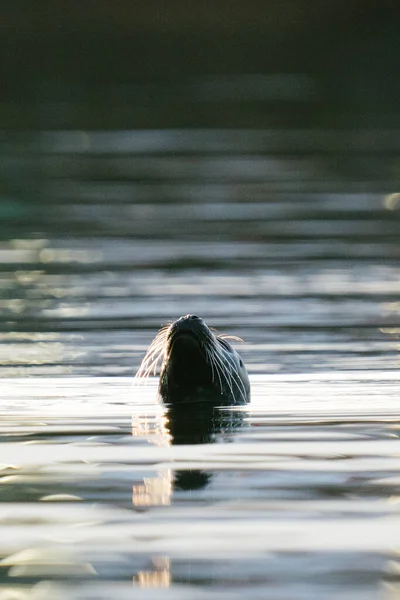 Närbild Porträtt Hamn Tätning Tittar Upp Från Vattnet — Stockfoto