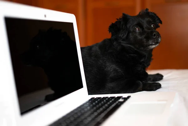 Dog next to a computer. Concept of working at home with pets.