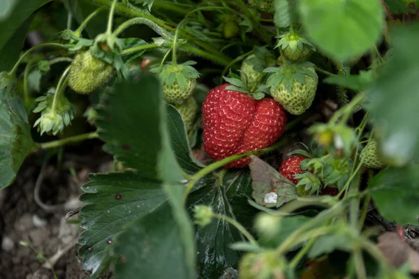 Van Boven Anonieme Persoon Die Rijpe Aardbeien Oogst Van Planten — Stockfoto