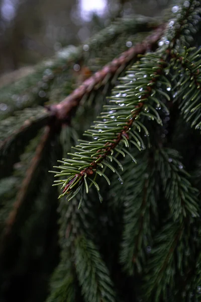 Pine Cover Rain Drops — Fotografia de Stock