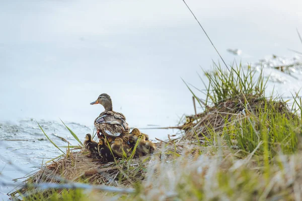 Anne Ördek Bir Bahar Öğleden Sonra Gölete Girmeye Hazırlanırken Ayağa — Stok fotoğraf