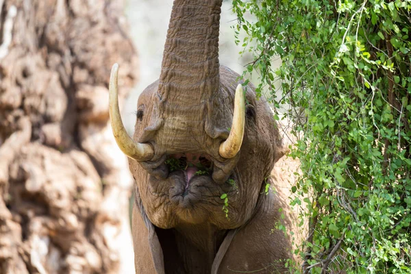 Zbliżenie Słonia Twarz — Zdjęcie stockowe
