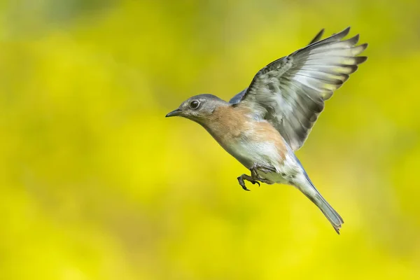 Eastern Bluebird Flight Early Morning Hours — ストック写真