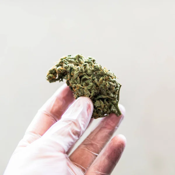 Wachsende Sativa Und Indica Stämme Innenräumen — Stockfoto