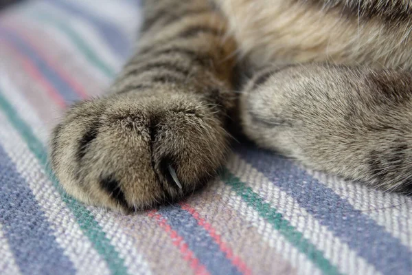 猫的爪子睡在毛毯上 露出爪子 — 图库照片
