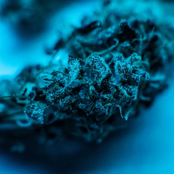 Medicinsk Marijuana Och Legalisering Marijuana Världen — Stockfoto