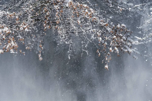Árboles Congelados Escena Invernal Nevada Zona Rural Pensilvania — Foto de Stock