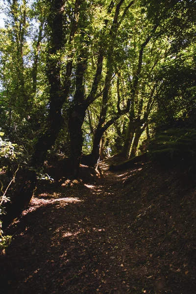 Sentier Entouré Grands Arbres Dans Les Forêts Galice — Photo