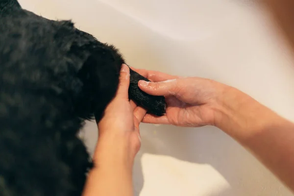 Woman cleaning the paw of a dog in the shower. Dog showering concept.