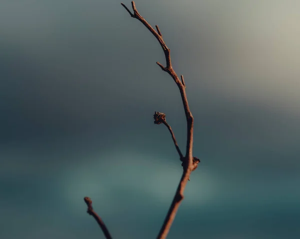 Abstract Dry Stick Sky Background — Stock Photo, Image